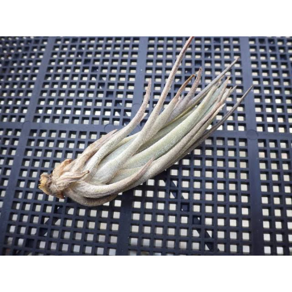 Tilandsia Paraibensis