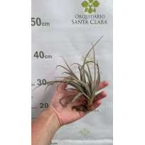 Tilandsia Lorentziana