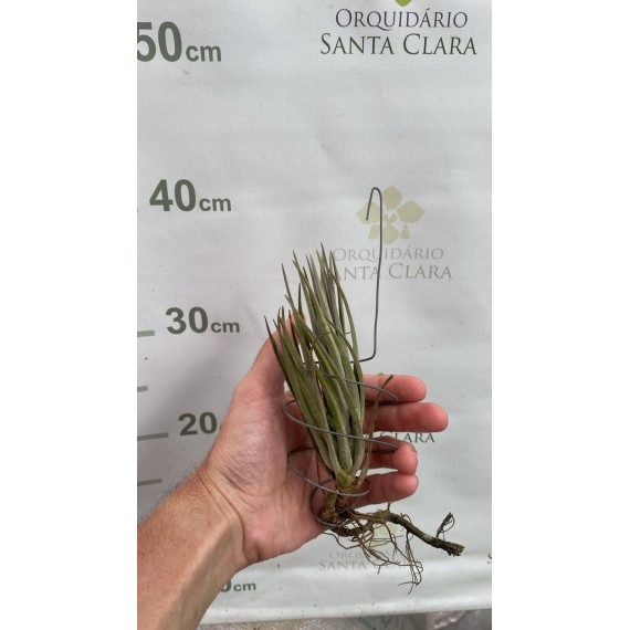 Tilandsia Paraibensis
