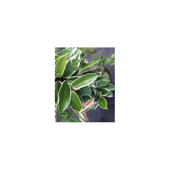 Hoya Krimson Queen -  15  cm