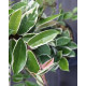 Hoya Krimson Queen -  15  cm
