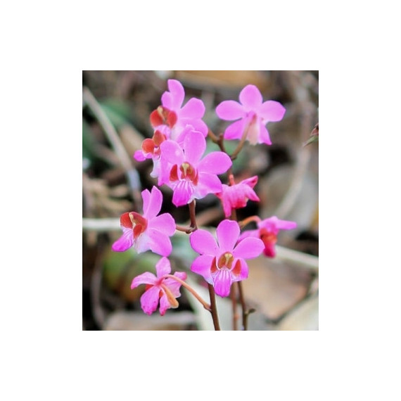 Doritis Pulcherrima ( Muda no Leque ) -  AD