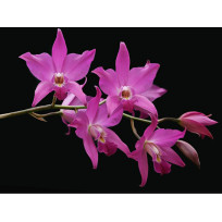 Laelia Gouldiana - NA PLACA