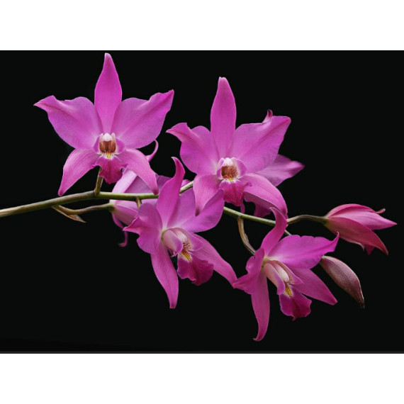 Laelia Gouldiana - AD