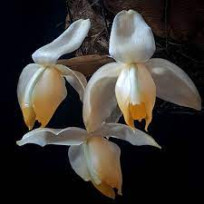 Stanhopea Tricornis - AD