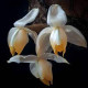 Stanhopea Tricornis - AD
