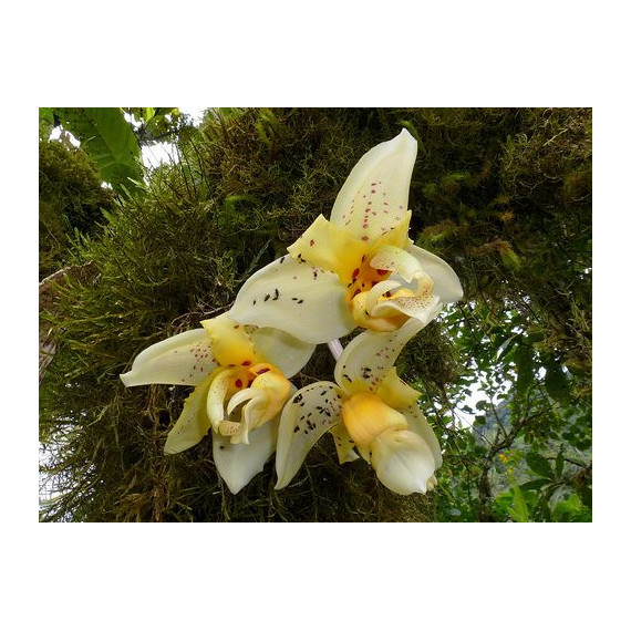 Stanhopea Impressa - AD
