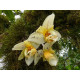 Stanhopea Impressa - AD