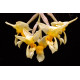 Stanhopea Impressa - AD