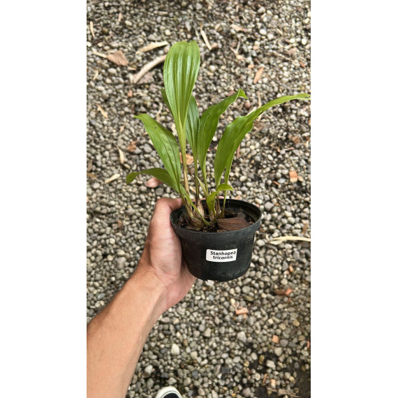 Stanhopea Tricornis - AD