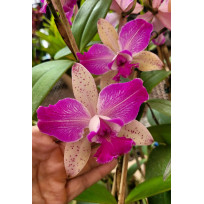 Cattleya Penny Kuroda
