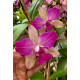 Cattleya Penny Kuroda