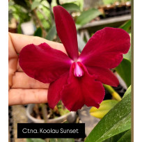 Cattleytonia Koolau Sunset - AD