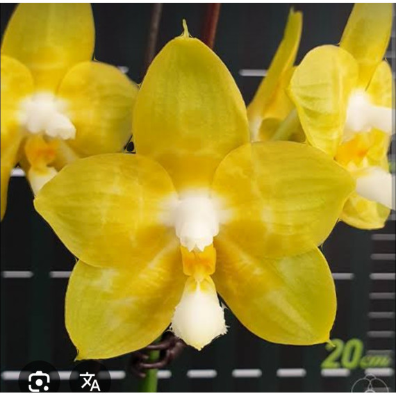 Phalaenopsis Joy Spring Canary - AD