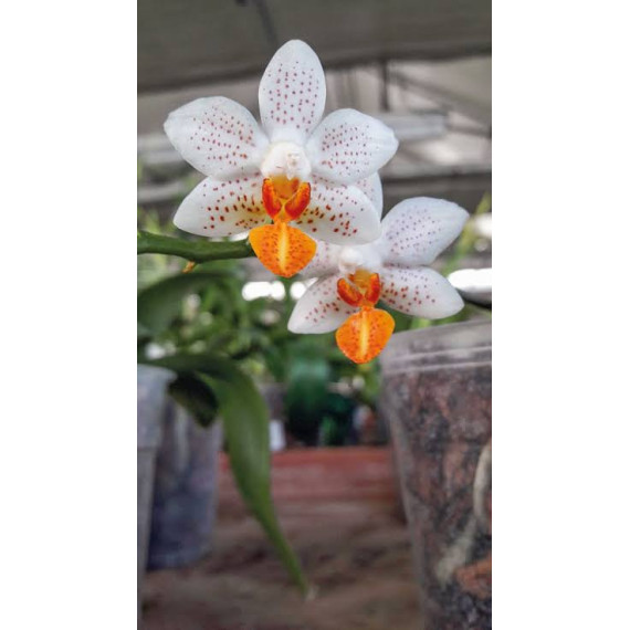 Phalaenopsis Mini Mark - (Haste Floral)