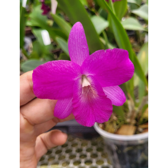 Cattleytonia Rosy Jewel x Capri Lea - Haste Floral
