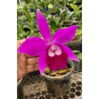 Laelia Pumila "Castelar" no cachepô - AD