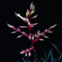 Vriesea Corcovadensis