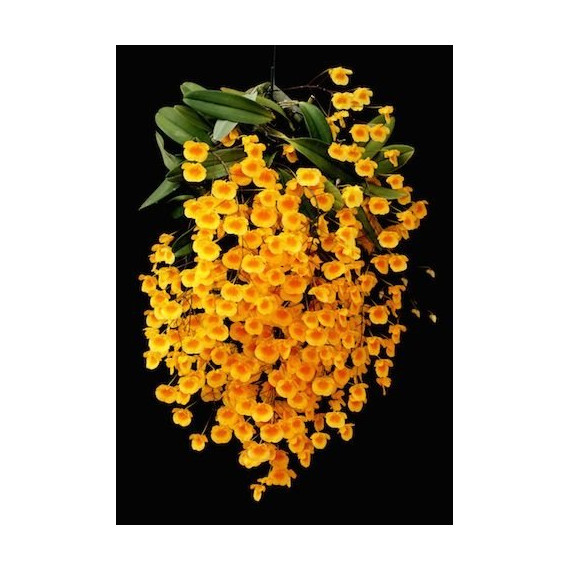 Dendrobium Agregatum ENRAIZADA EM CACHEPÔ DE...