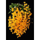 Dendrobium Agregatum ENRAIZADA EM CACHEPÔ DE MADEIRA