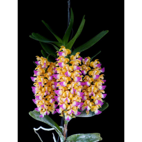 Aerides Houletiana - AD