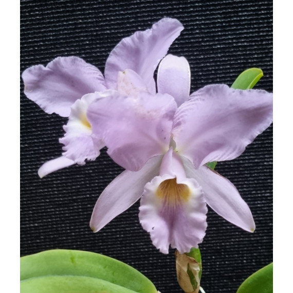 Cattleya Labiata Coerulea El Patron - AD