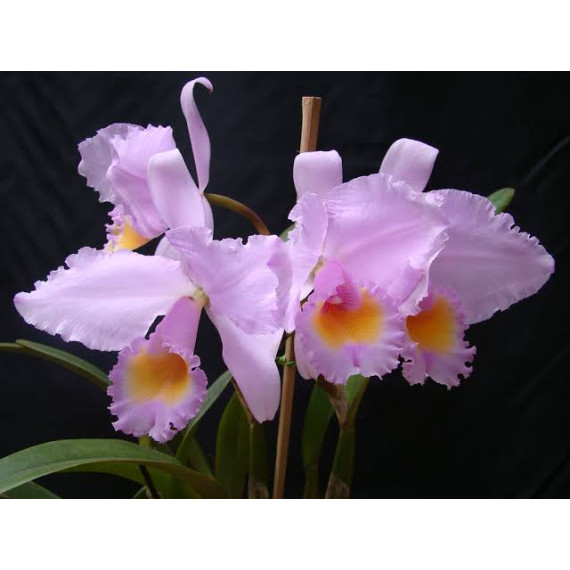 Cattleya Trianae Concolor Orion - AD