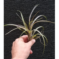Tilandsia Variabilis