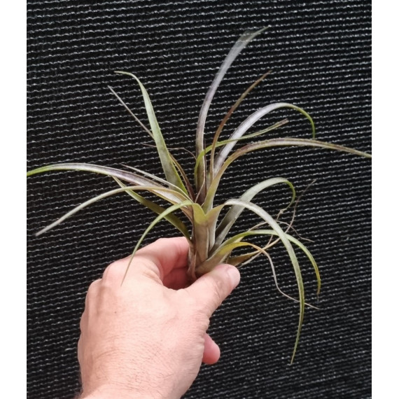 Tilandsia Variabilis