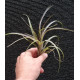 Tilandsia Variabilis
