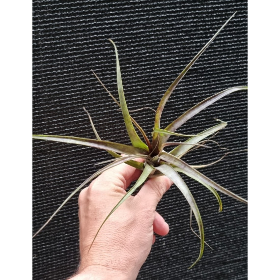 Tilandsia Variabilis