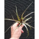 Tilandsia Variabilis