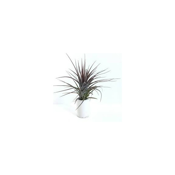 Tilandsia Tenuifolia Amethyst (surinamensis)