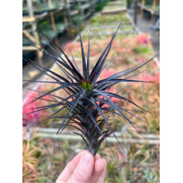 Tilandsia Tenuifolia Amethyst (surinamensis)