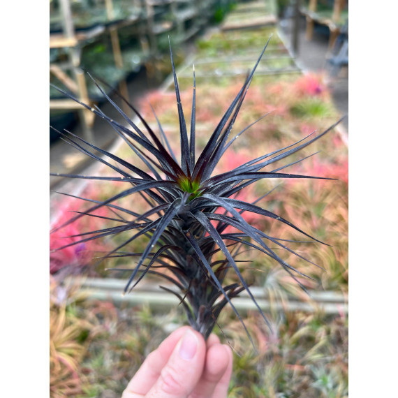 Tilandsia Tenuifolia Amethyst (surinamensis)