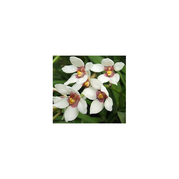 Sarcochilus Fitzhart - Muda