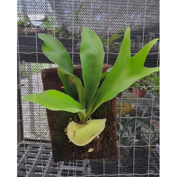 Platycerium Hillii Peru