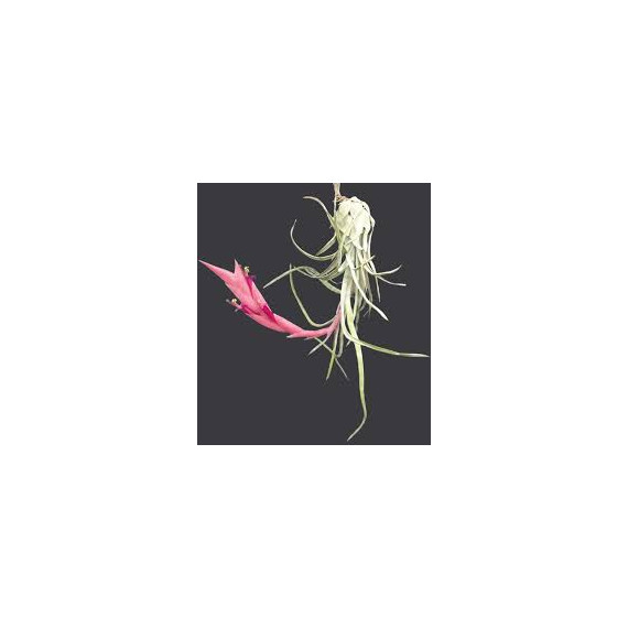 Tilandsia Paraensis