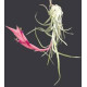 Tilandsia Paraensis
