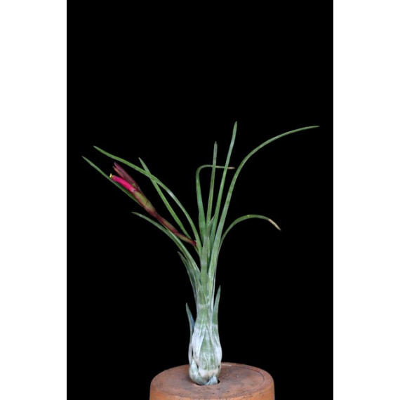 Tilandsia Paraensis