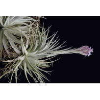 Tilandsia Gardnerii var. Rupicola