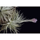 Tilandsia Gardnerii var. Rupicola