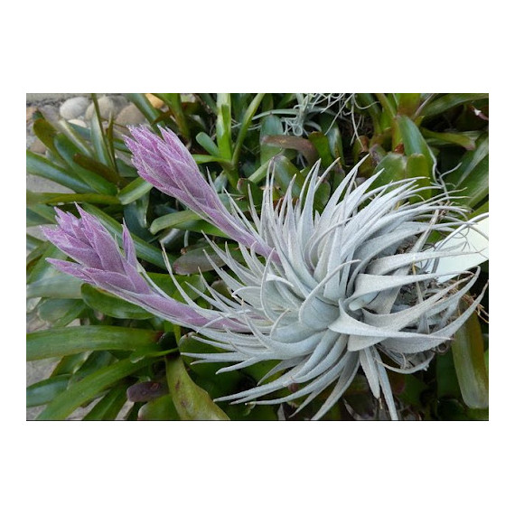 Tilandsia Gardnerii var. Rupicola