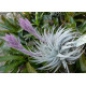 Tilandsia Gardnerii var. Rupicola