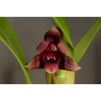 Maxillaria Variabilis Brown - AD
