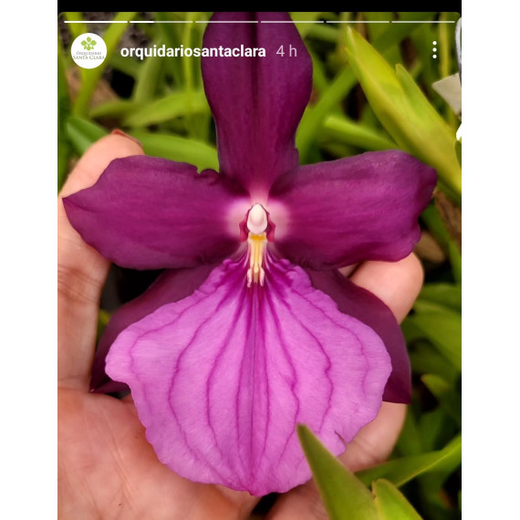 Miltonia Moreliana - AD