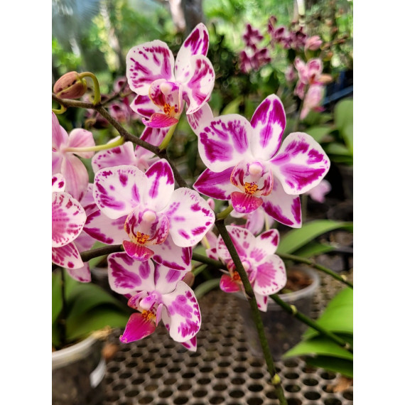 Phalaenopsis Younghome Kaleido - INICIANDO HASTE