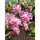 Phalaenopsis Younghome Kaleido - INICIANDO HASTE