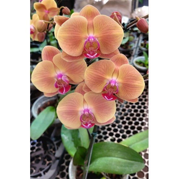 Phalaenopsis Ox Golden Apple -  AD