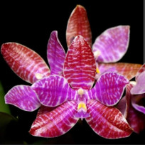 Phalaenopsis Lueddmaniana Dark - T3 (Floração Precoce)